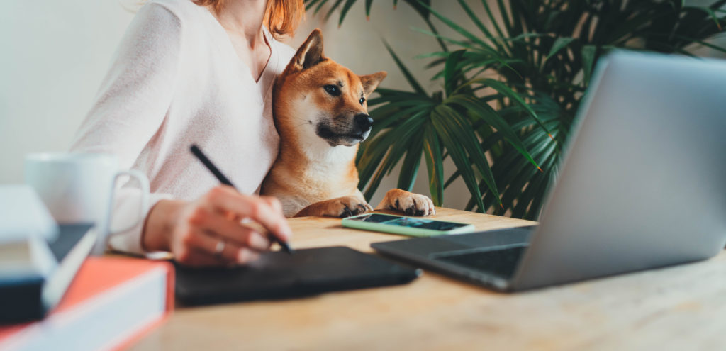 Young female professional working remotely from home sitting with her shiba inu dog on arms using laptop computer and stylus drawing sketches on touchpad