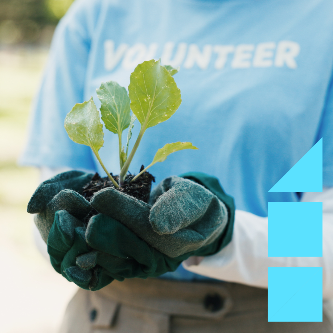 Close-up of a volunteer wearing gardening gloves and a blue shirt labeled “Volunteer,” holding a small green seedling with soil